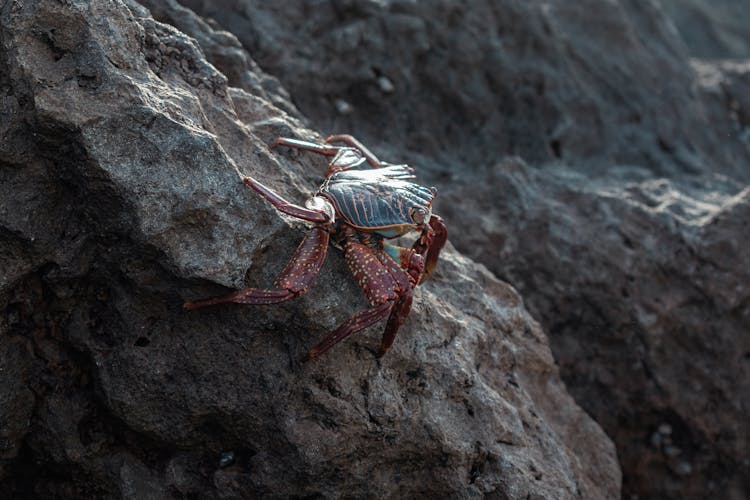 A Crab Crawling On Big Rock