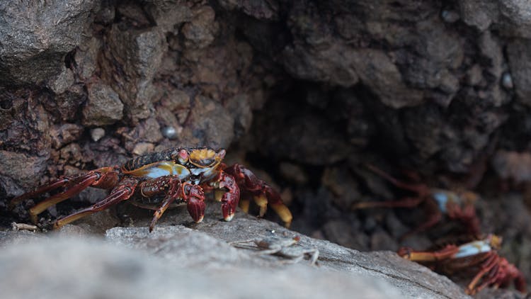 Sally Lightfoot Crab On Gray Rock