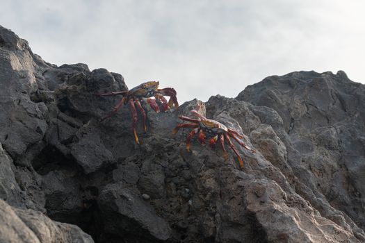 Colorful crabs crawling on rugged rocks against a cloudy sky.