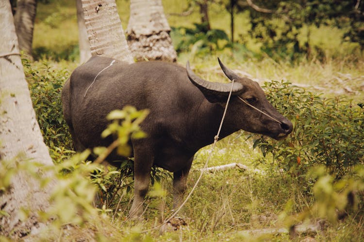 Photo Of A Carabao