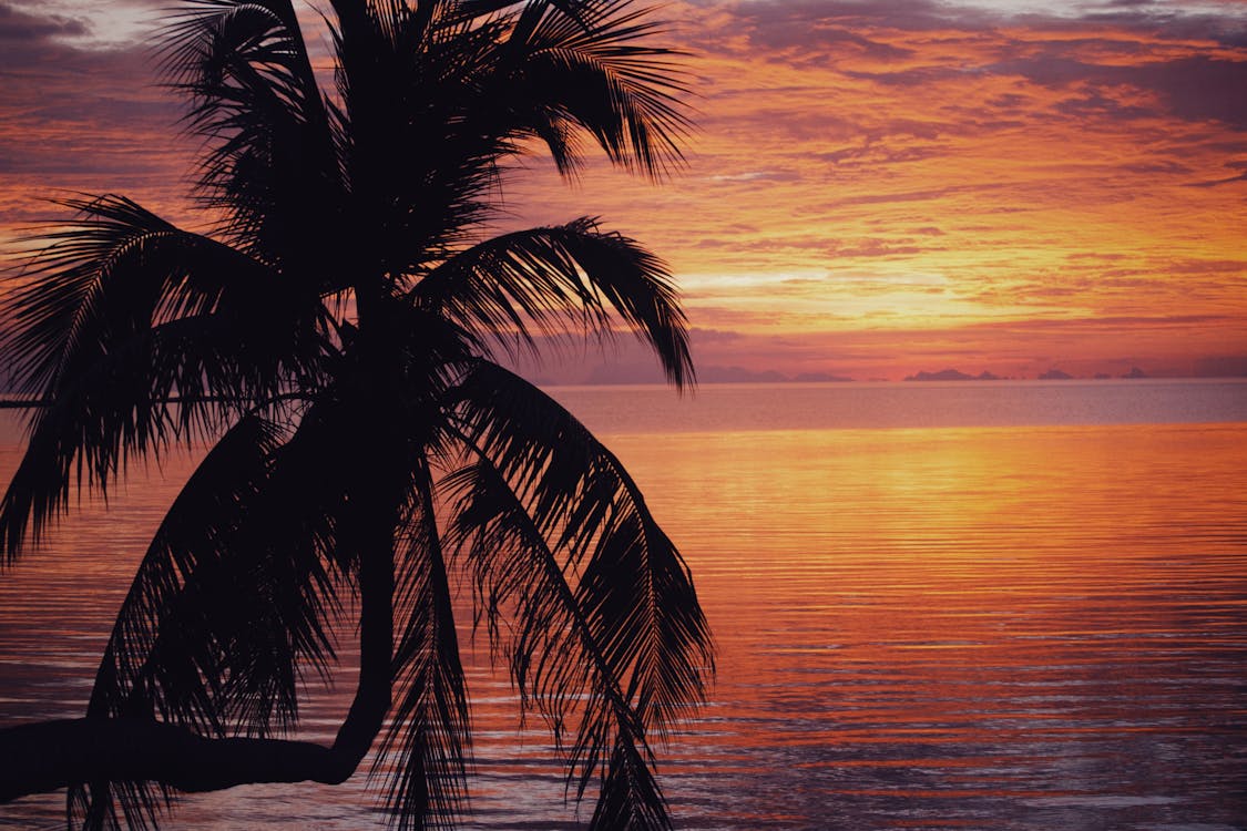 Silhouette of Palm Tree Near Body of Water during Sunset · Free Stock Photo
