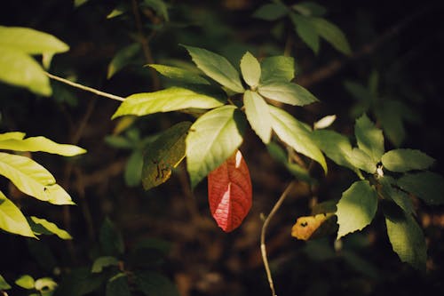 Gratis stockfoto met bladeren, blurry achtergrond, buiten