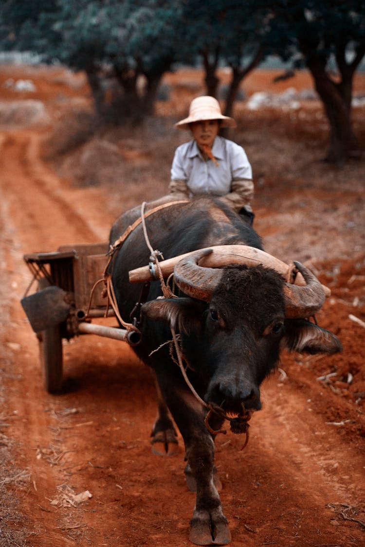 A Carabao Pulling A Cart 