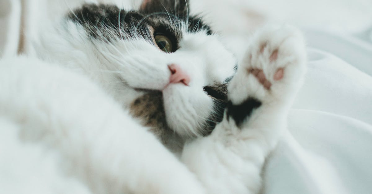 Why does my cat hit me with her paw
