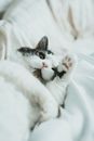 White and Black Cat on White Textile