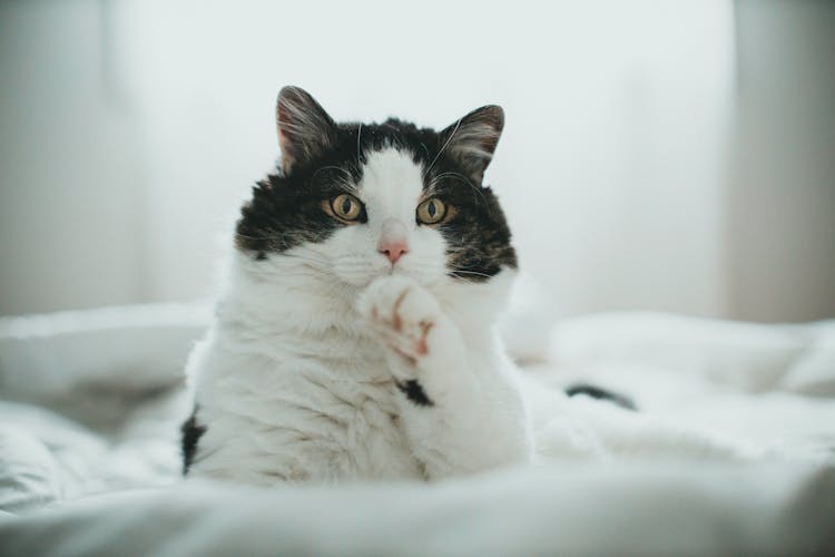 White And Black Cat On White Textile