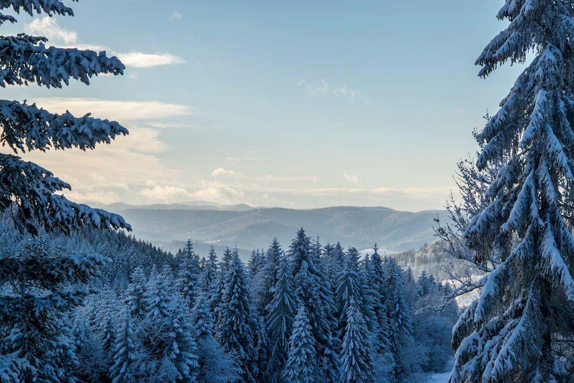 Ingyenes stockfotó fenyőfák, hegyek, hó témában Stockfotó