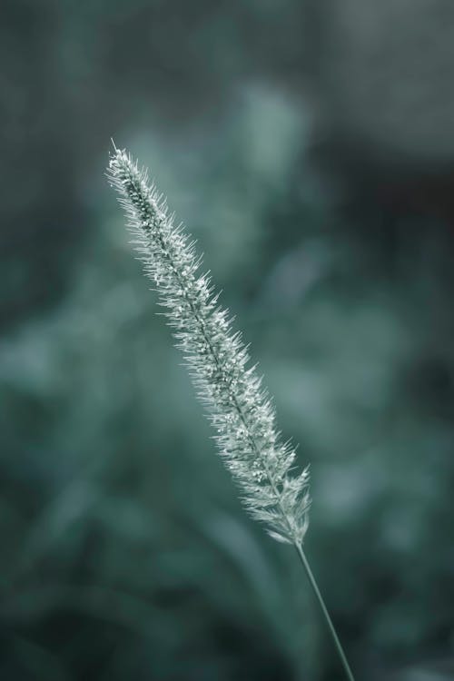 Fountain Grass in Close-up Photography