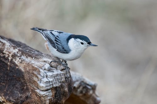 Free White-breasted Nuthatch Stock Photo