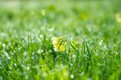 Free Green Grass at Daytime Stock Photo