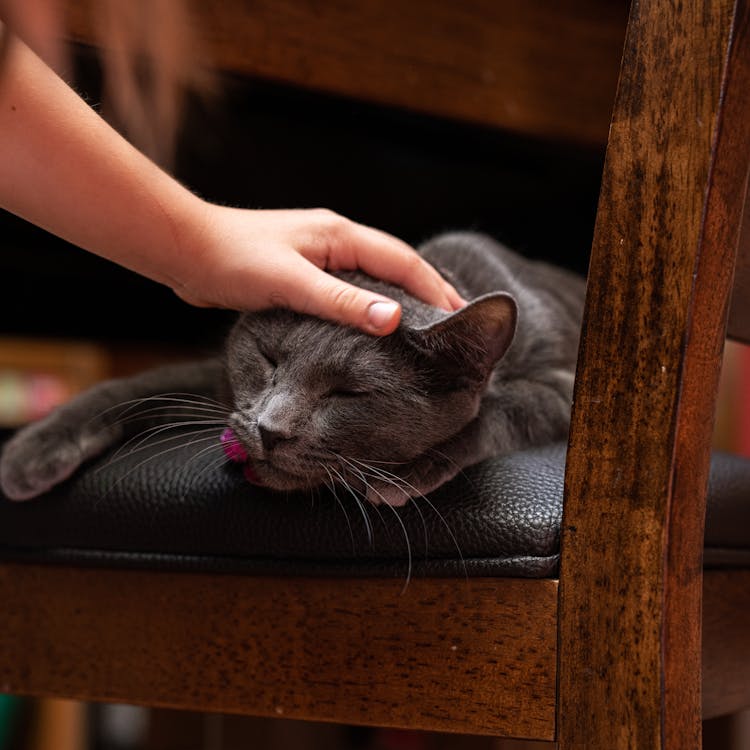 Person Holding Gray Cat Lying On Black Leather Seat