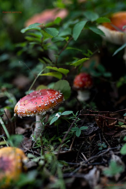 Red and White Mushroom in the Forest