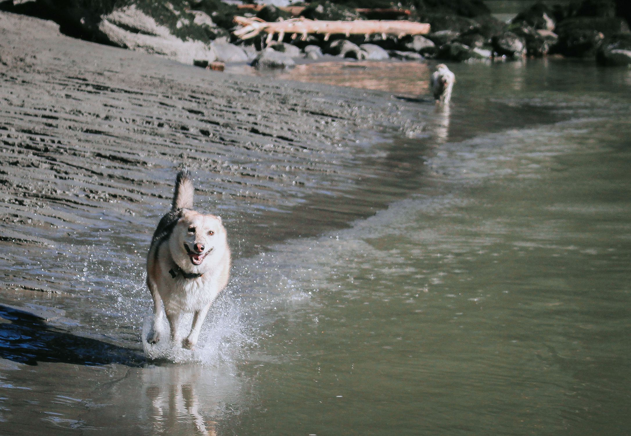 A joyful Siberian Husky splashes through the riverbank, capturing the essence of outdoor freedom.