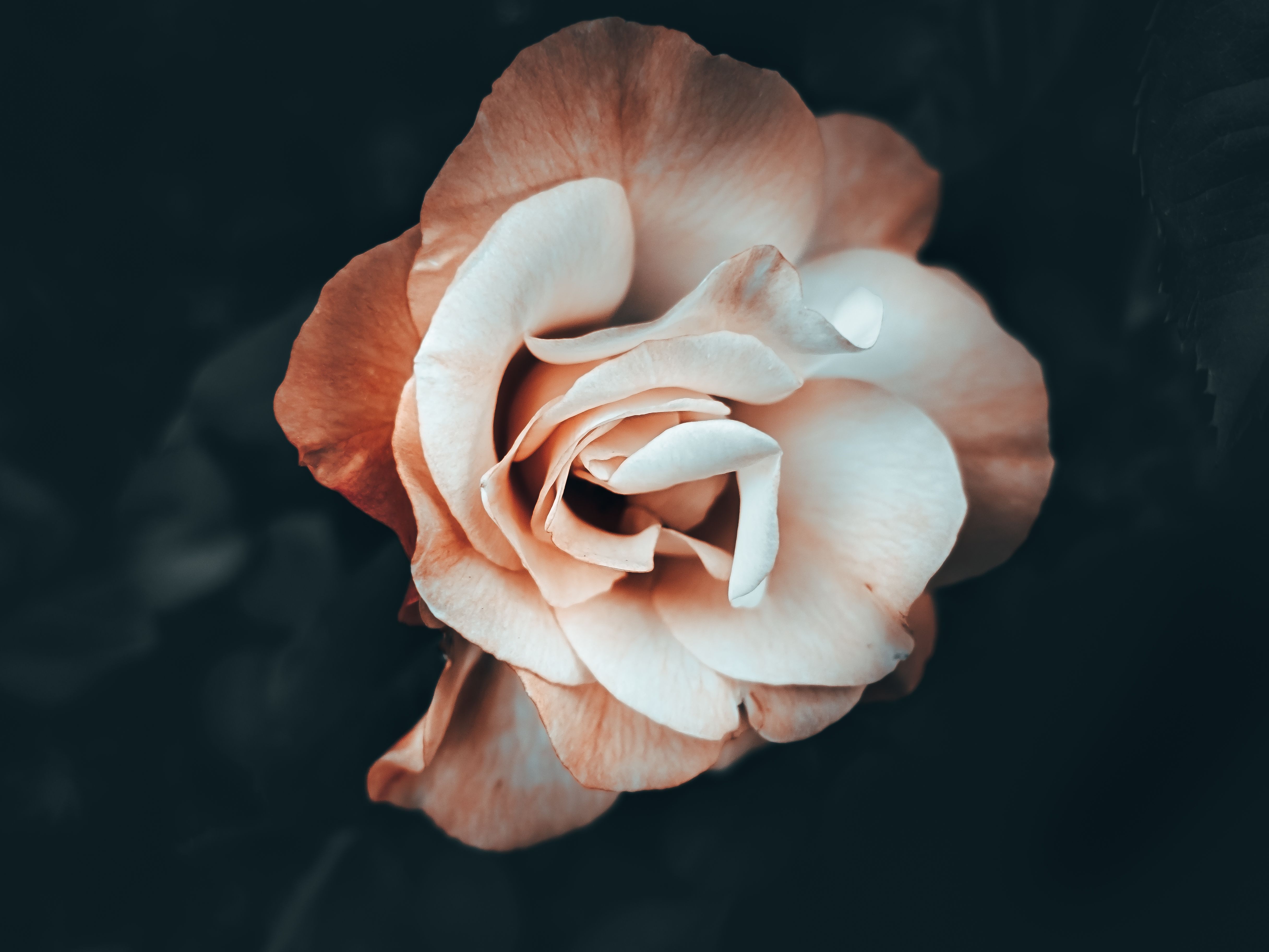 White Rose in Bloom · Free Stock Photo