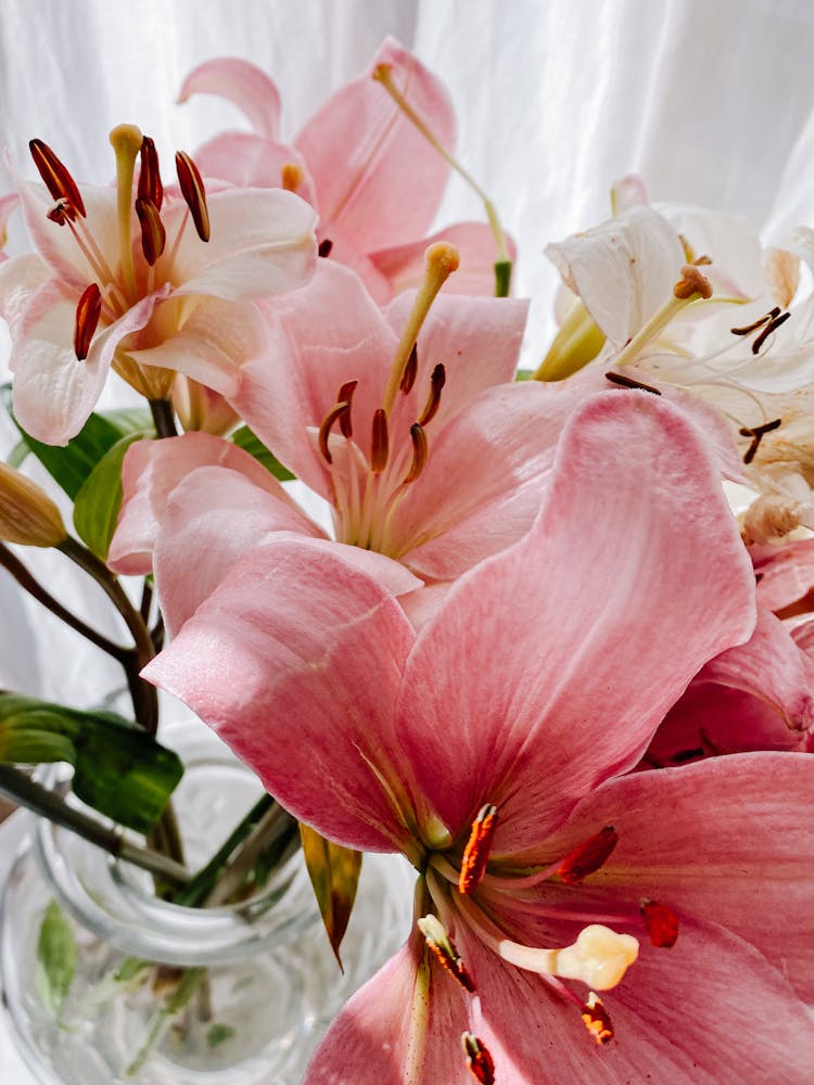 Close Up Of Pink Flowers