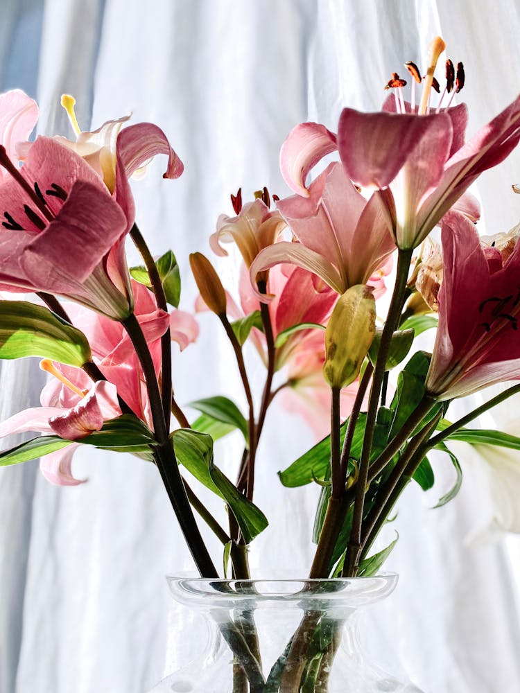 Madonna Lily Flowers On A Glass Vase