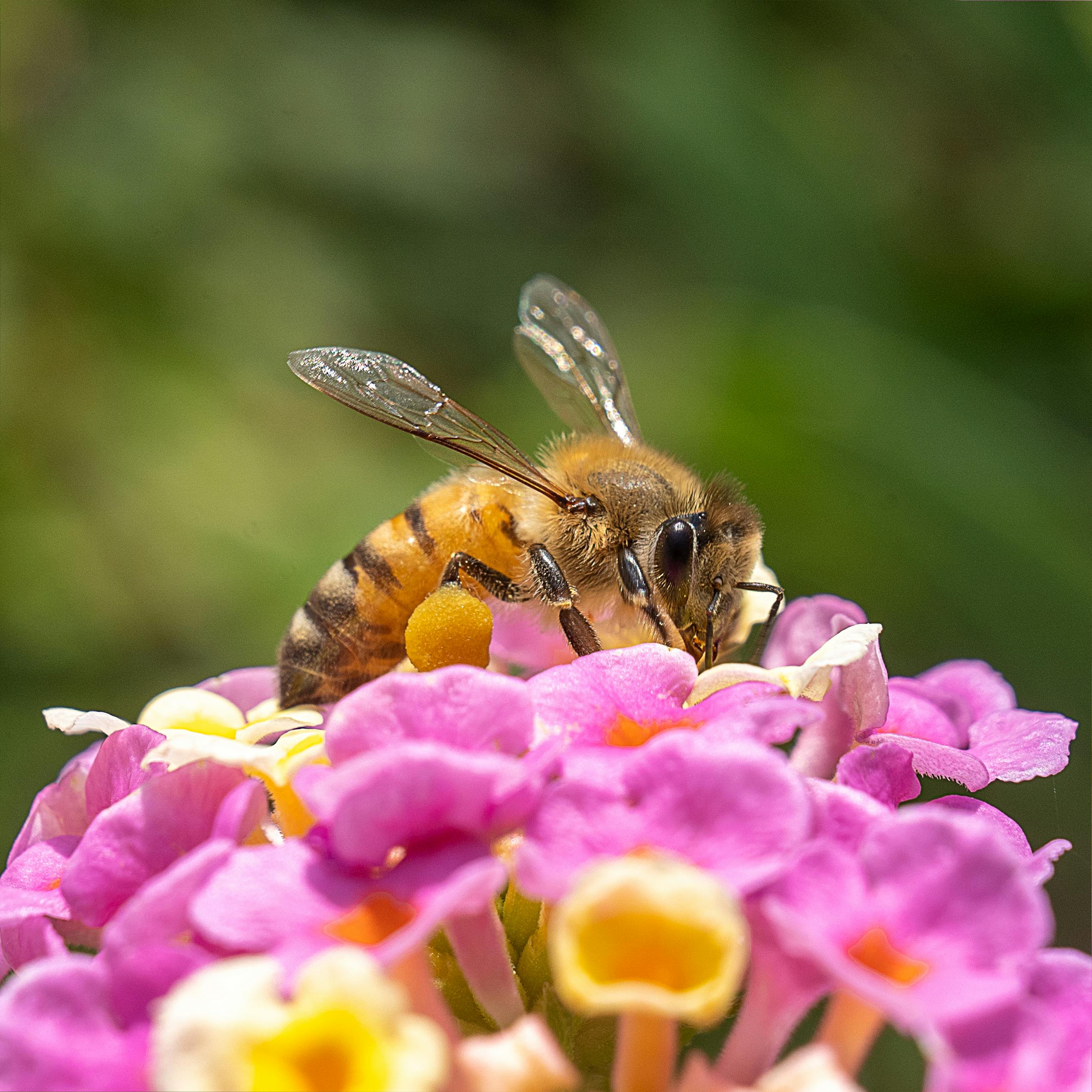 Bee Sitting on Flower in Garden · Free Stock Photo