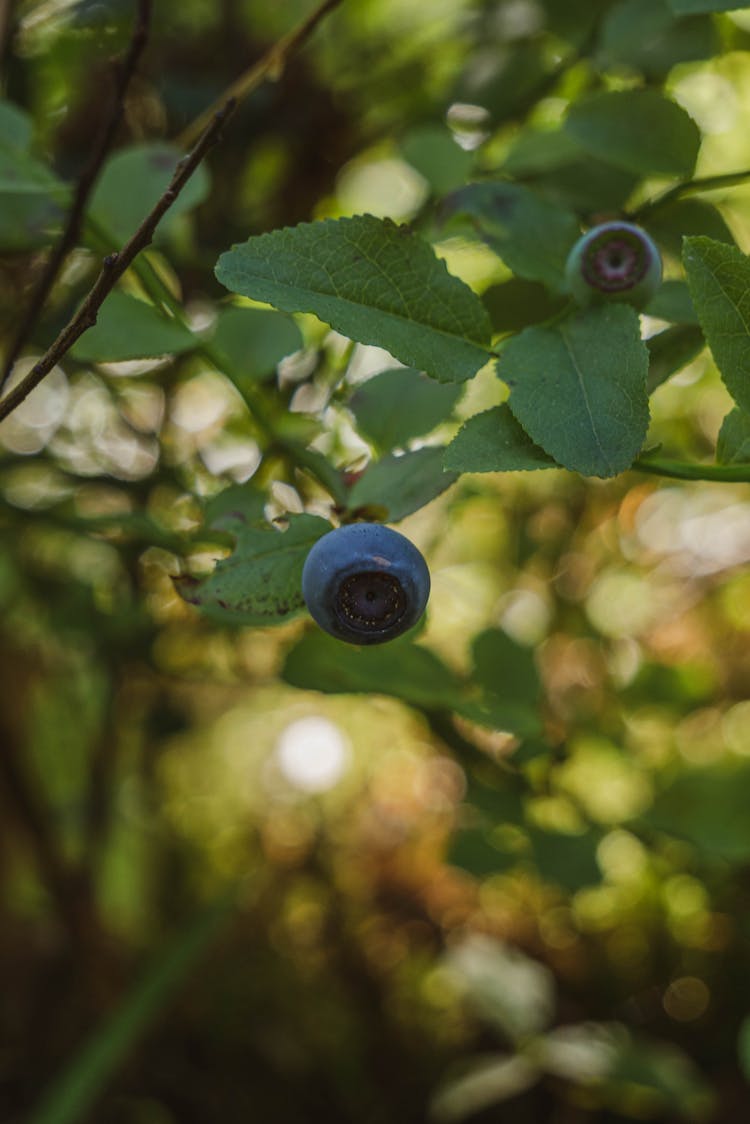 A Blueberry Near Green Leaves