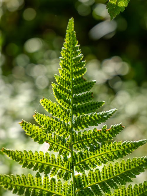 Fern Leaves in Close-up Photography
