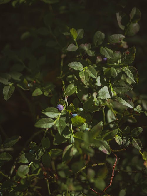 Free stock photo of berry picking, blueberries, botanical