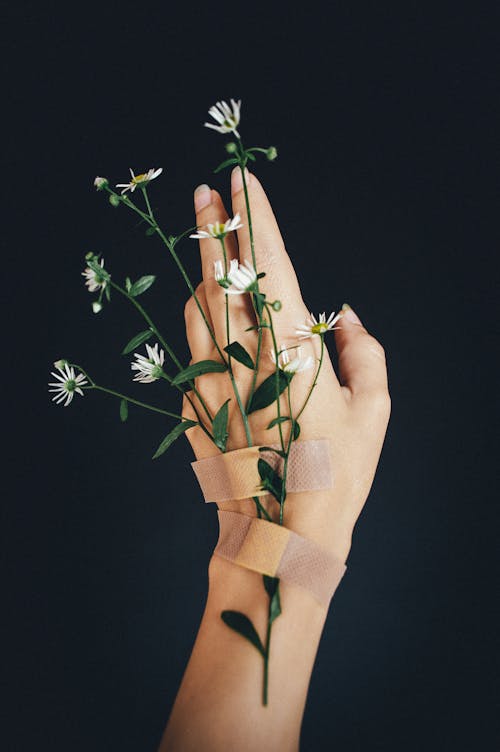 Foto stok gratis background hitam, bunga aster, bunga kamomil