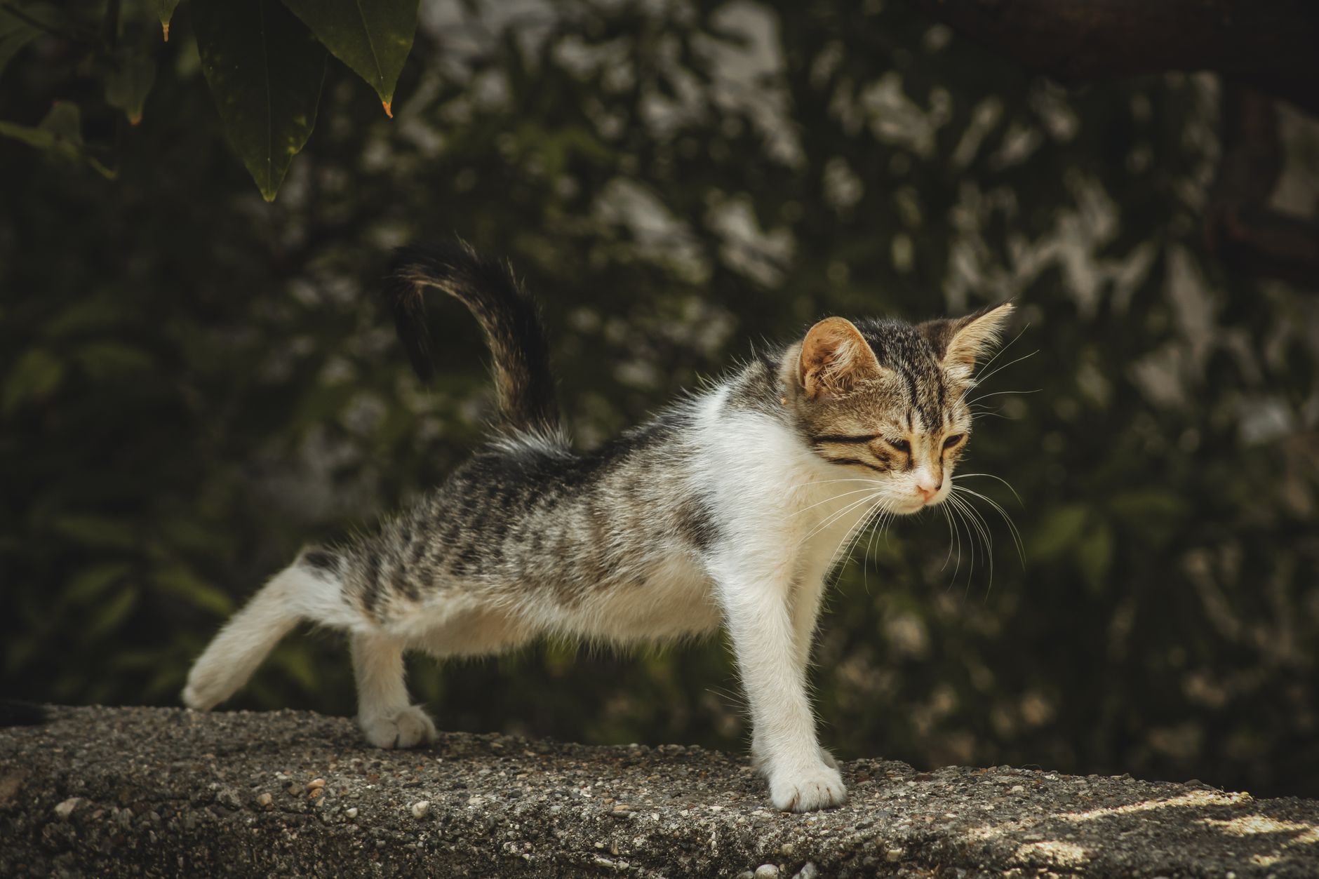 Energetic orange kitten mid-leap showing summer birth month activity level