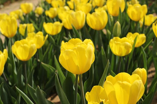 Foto d'estoc gratuïta de flor groga, flors de primavera, flors grogues