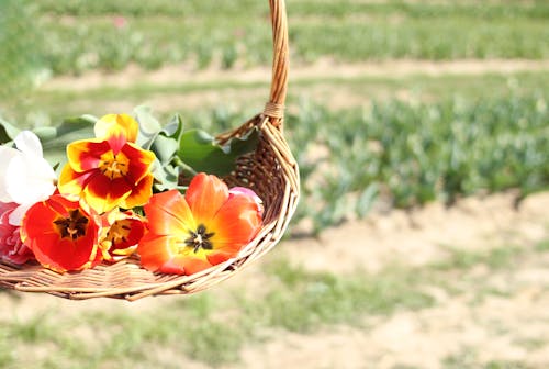 Assorted Flowers On Brown Wicker Basket