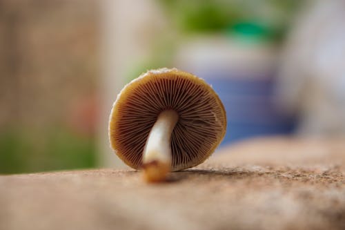 棕色蘑菇的淺焦點攝影