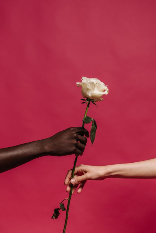 Free Two hands exchanging a white rose on a vibrant pink background, symbolizing unity. Stock Photo