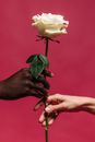Two Persons Holding a White Rose