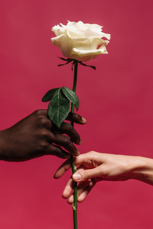 Free A white rose being exchanged by two hands against a vibrant pink background, symbolizing connection and harmony. Stock Photo