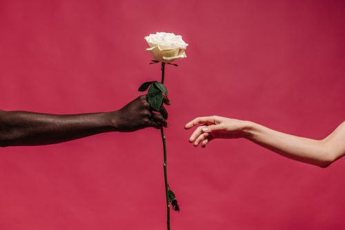 Free A close-up of hands exchanging a white rose against a vibrant red backdrop. Stock Photo