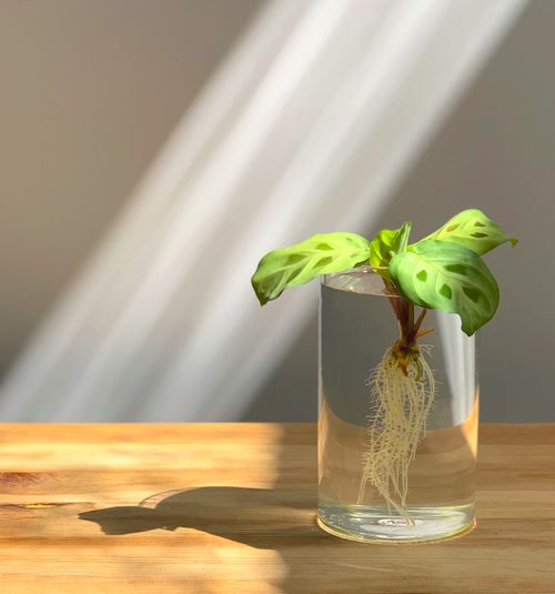 Free A vibrant green plant grows in a clear glass vase with visible roots, on a wooden table. Stock Photo