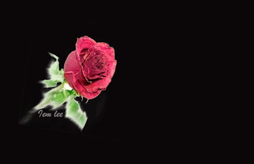 Darmowe zdjęcie z galerii z róża