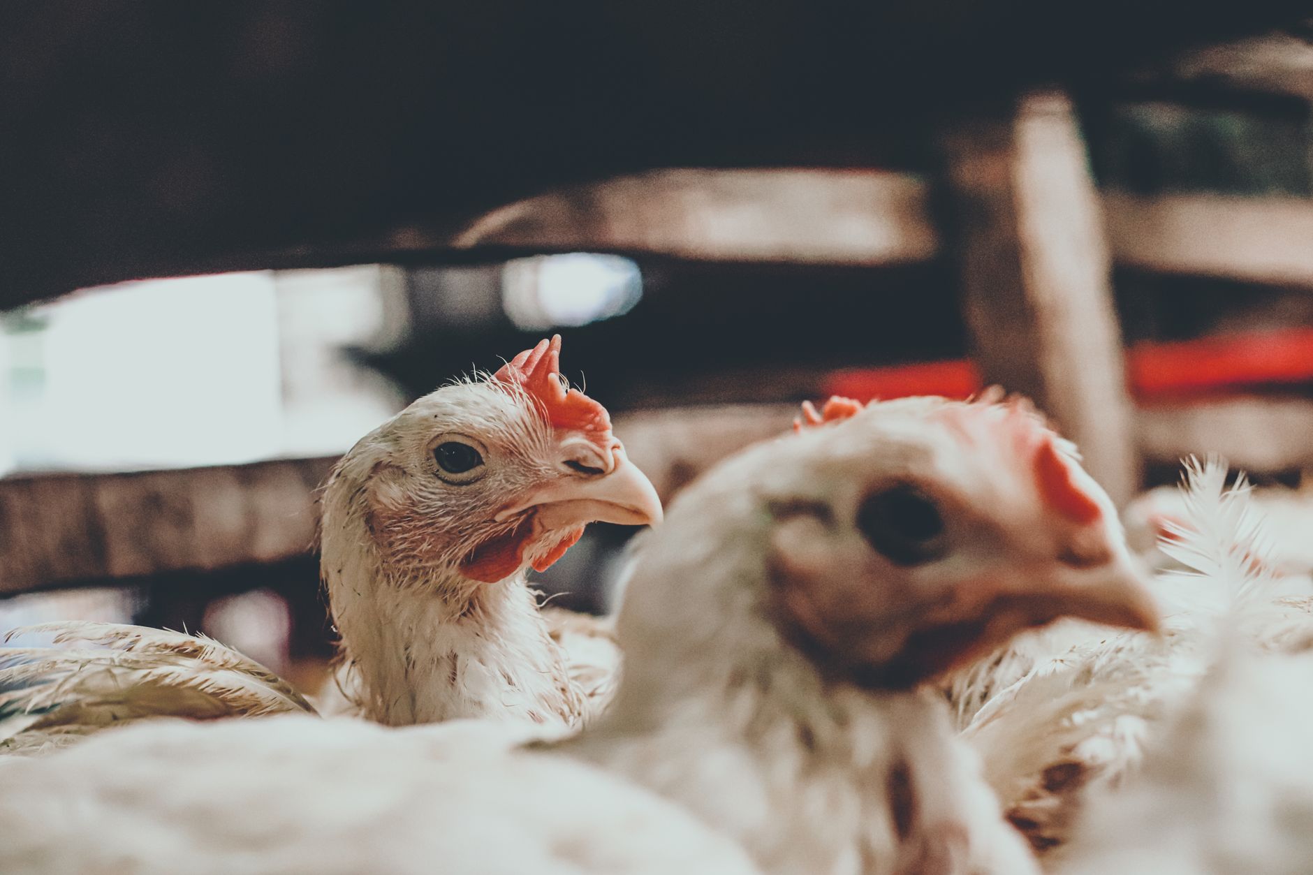 Detailed close-up of chickens in a rustic farm environment, capturing intricate textures.