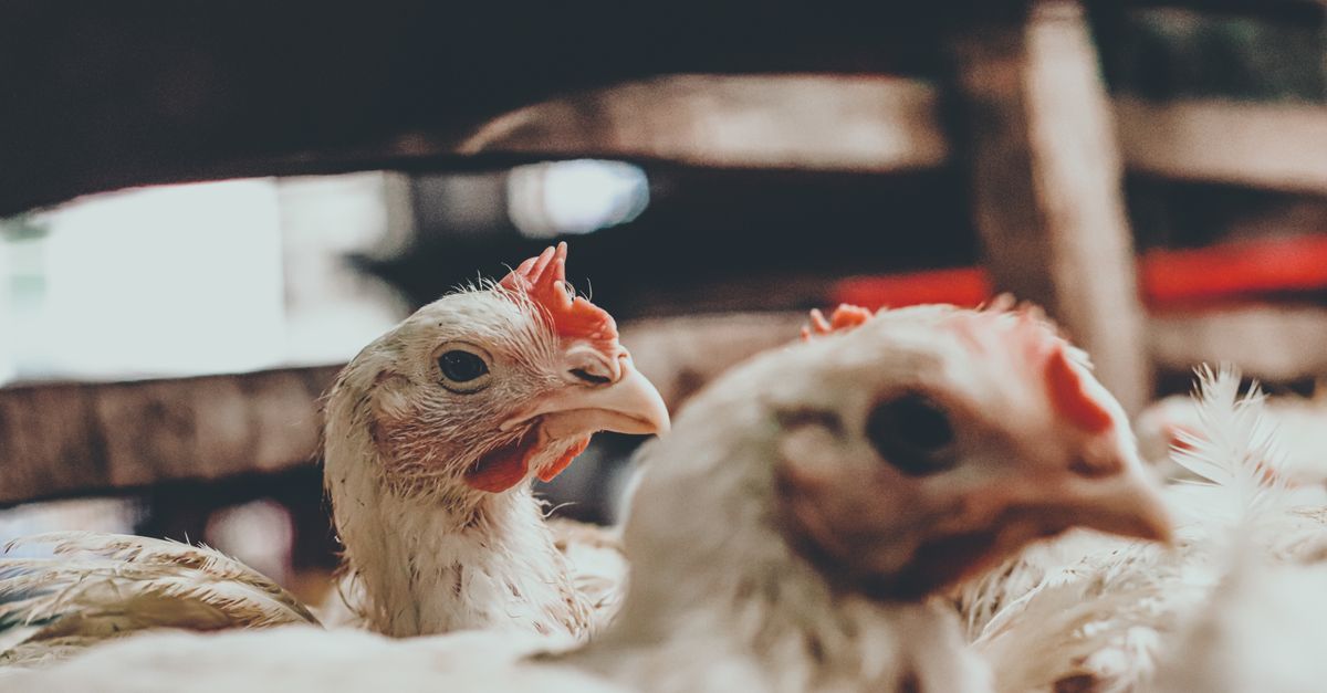 Egypt Poultry Prices Steady After Recent Rise as White Chicken Rates Hold