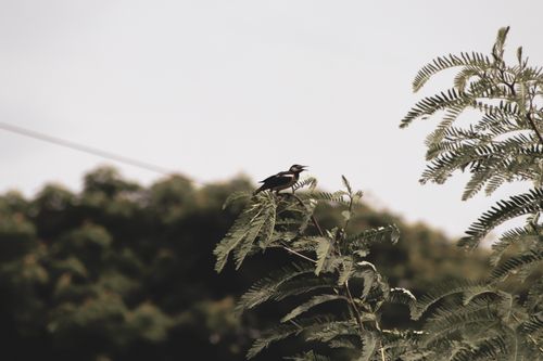 Free A peaceful bird rests on a leafy branch outdoors, surrounded by blurred greenery. Stock Photo