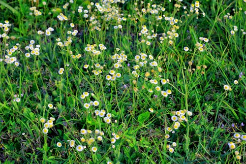 Green and White Petaled Flower