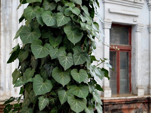 Climbing Plants on a Post