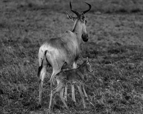 Grayscale Photo of an Antelope with a Fawn on Grass