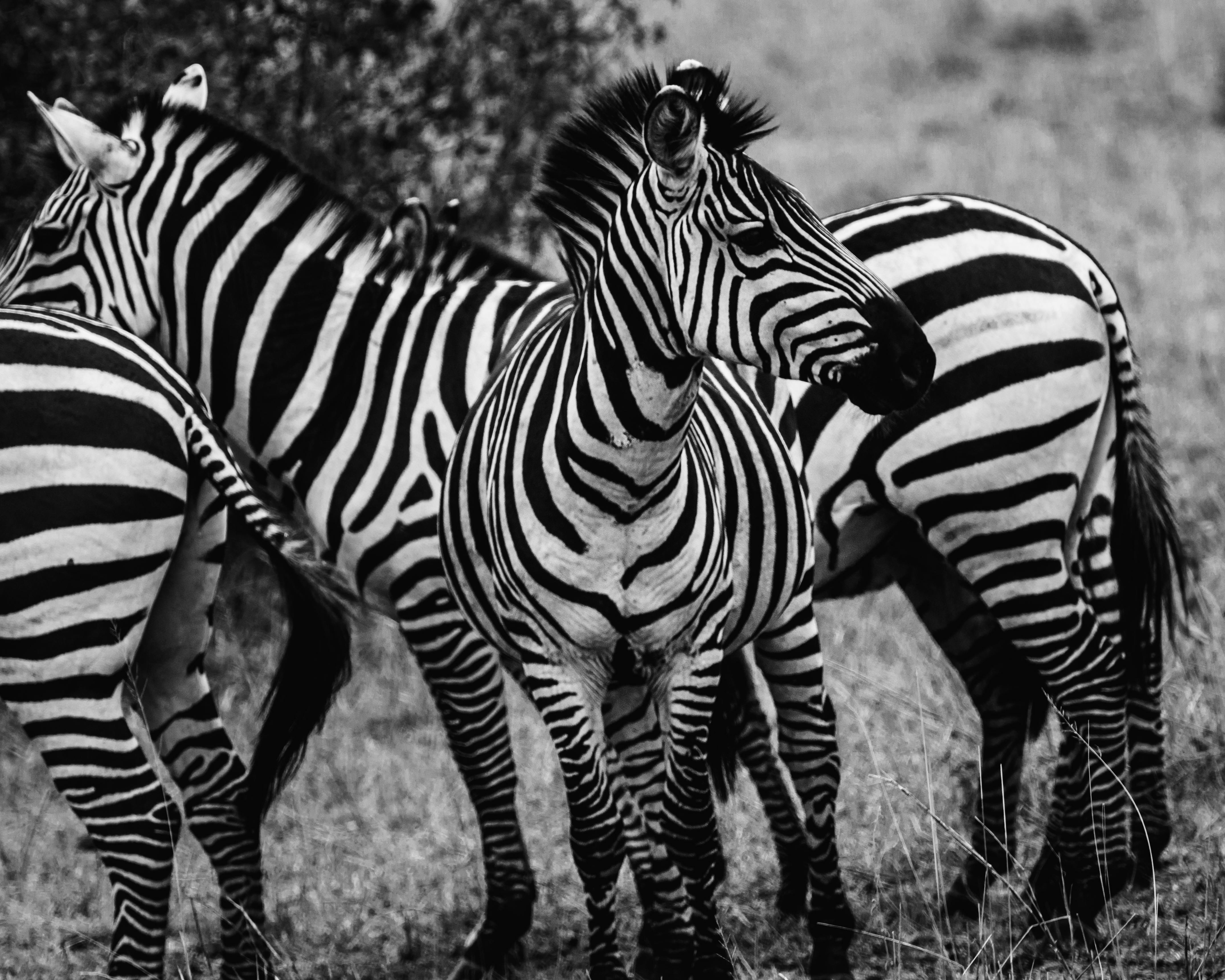 Black and White Zebra · Free Stock Photo