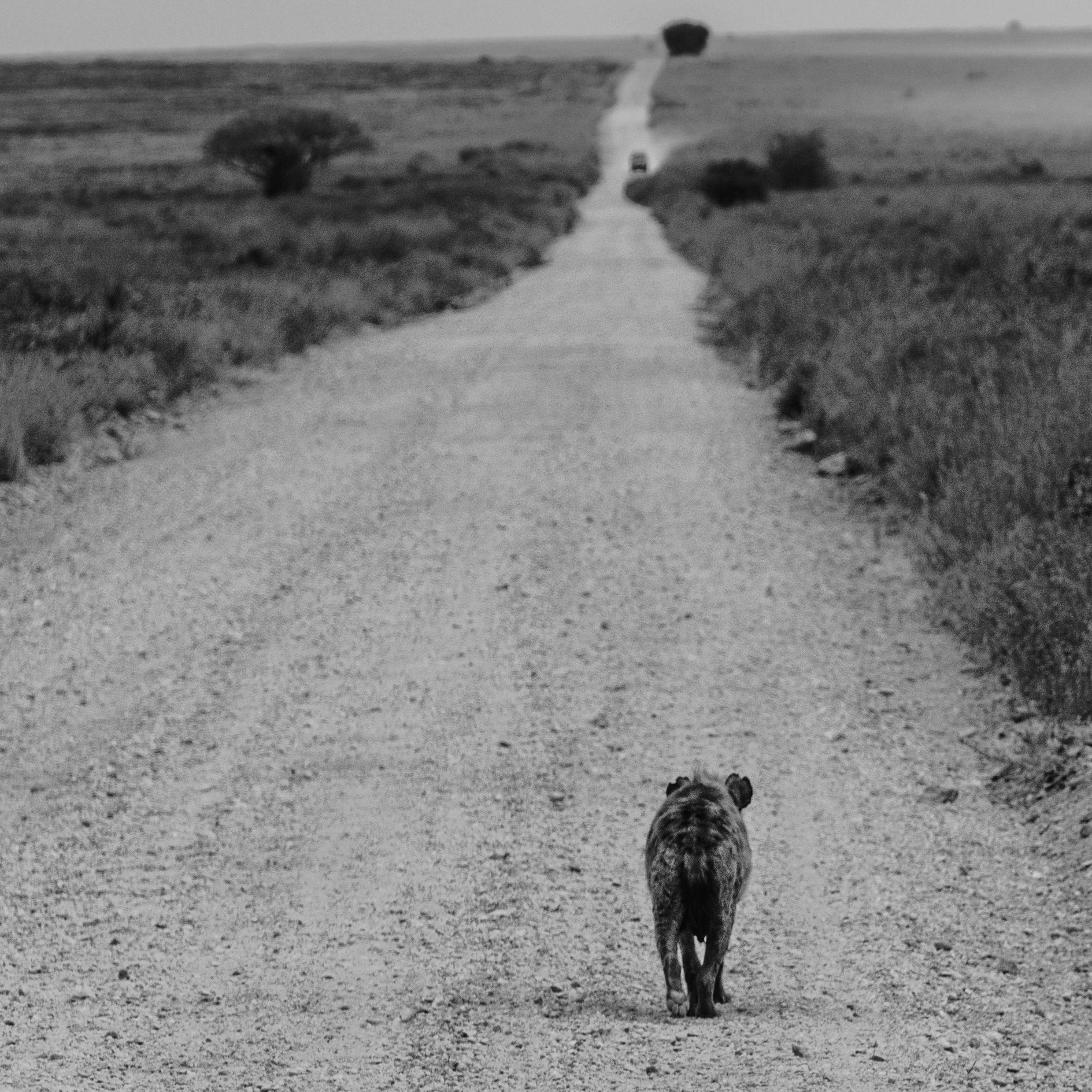 Dog Walking Road in Field · Free Stock Photo
