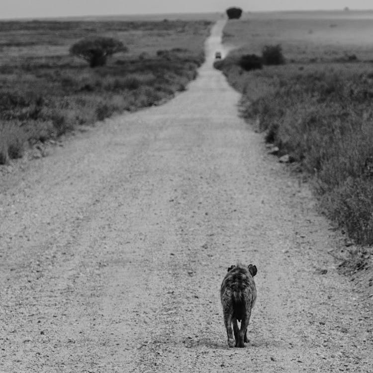 Dog Walking Road In Field