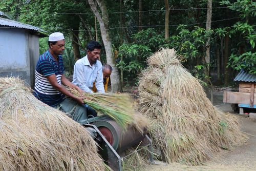 Free Men working on rice harvesting in the rural countryside of Bangladesh, illustrating traditional farming practices. Stock Photo
