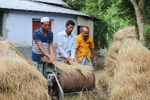 Farmers Threshing Rice Crops