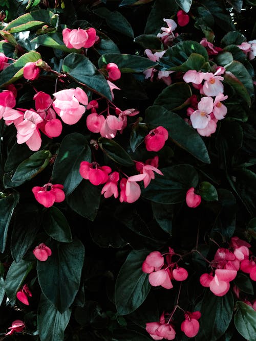 無料 ピンクの花, ボタニカル, 咲くの無料の写真素材 写真素材