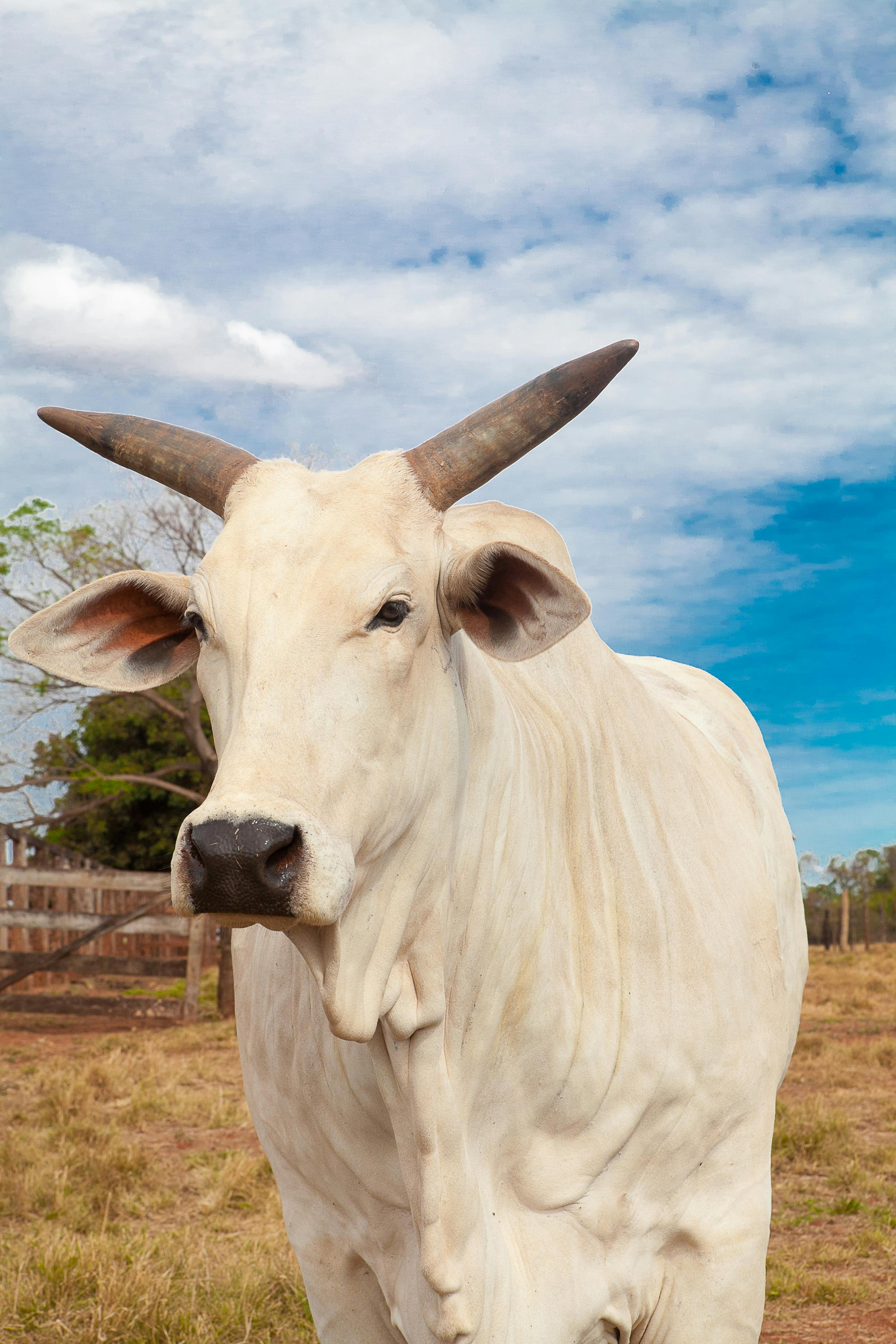 a white cow on grass field under blue sky