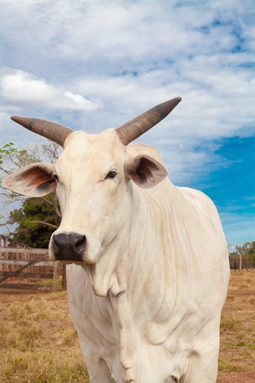 A White Cow on Grass Field Under Blue Sky