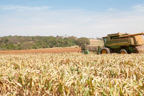 Foto d'estoc gratuïta de agricultura, camps de cultiu, fent la collita